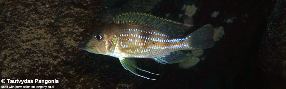 Gnathochromis permaxillaris 'Lusekese'