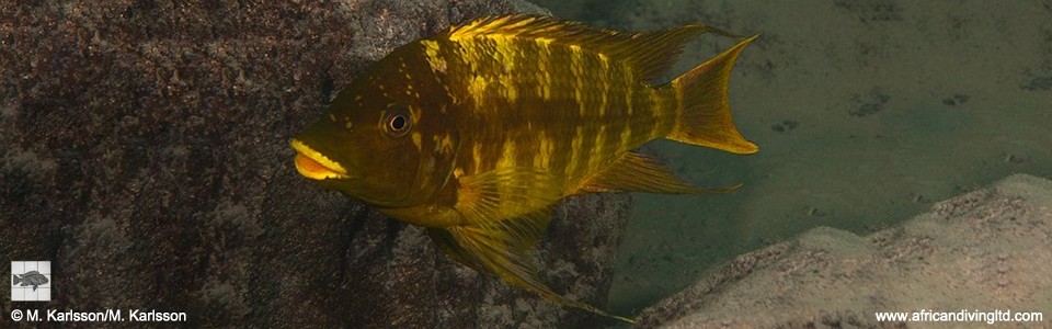 Petrochromis sp. 'red mpimbwe' Lusekese<br><font color=gray>Petrochromis sp. 'kipili brown' Lusekese</font>