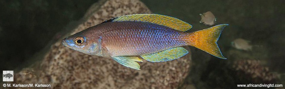 Cyprichromis sp. 'leptosoma jumbo' Lwasase