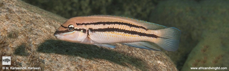 Chalinochromis sp. 'bifrenatus' Lyamembe