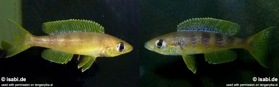 Cyprichromis microlepidotus 'Lyamembe'