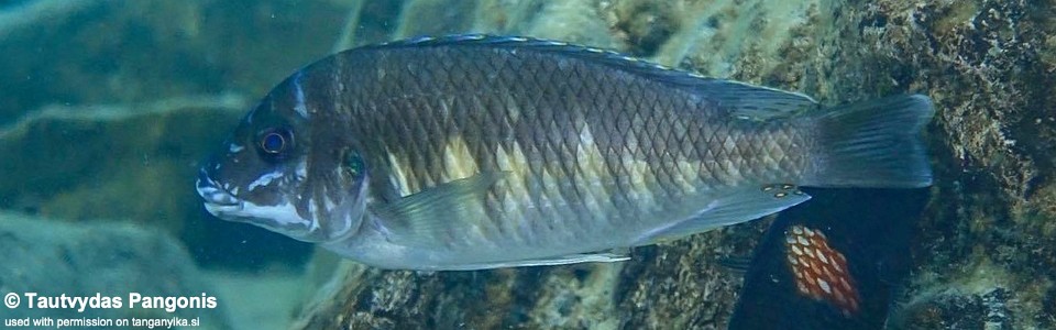 Petrochromis sp. 'orthognathus ikola' Lyamembe