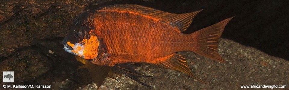 Petrochromis sp. 'red' Lyamembe