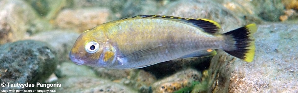 Pseudosimochromis marginatus 'Lyamembe'
