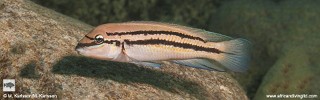 Chalinochromis sp. 'bifrenatus' Lyamembe.jpg