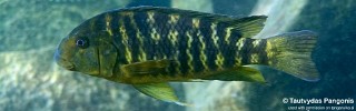 Petrochromis macrognathus 'Lyamembe'.jpg