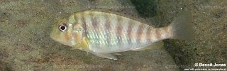 Pseudosimochromis babaulti 'Lyamembe'.jpg