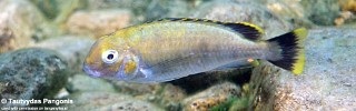 Pseudosimochromis marginatus 'Lyamembe'.jpg