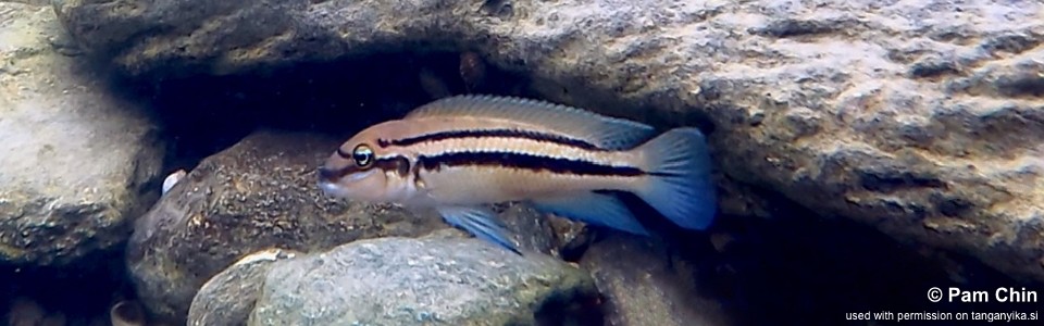 Chalinochromis sp. 'bifrenatus' Mabilibili Bay
