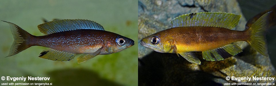 Cyprichromis microlepidotus 'Mabilibili'