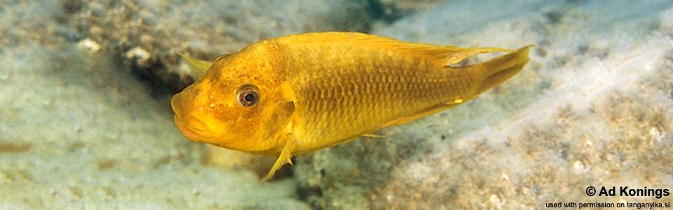 Petrochromis ephippium 'Mabilibili'<br><font color=gray>Moshi Yellow</font>