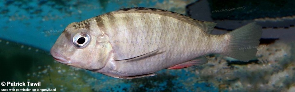 Pseudosimochromis babaulti 'Mabilibili'
