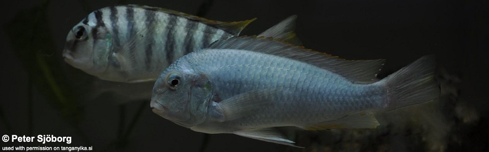 Pseudosimochromis curvifrons 'Mabilibili'