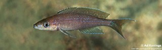 Paracyprichromis brieni 'Mabilibili'.jpg
