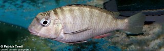 Pseudosimochromis babaulti 'Mabilibili'.jpg