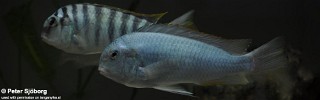 Pseudosimochromis curvifrons 'Mabilibili'.jpg