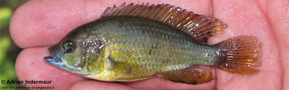 Astatoreochromis straeleni 'Magambo'