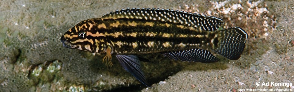 Julidochromis cf. regani 'Magambo'<br><font color=gray>J. sp. 'Regani Magambo' Magambo</font>
