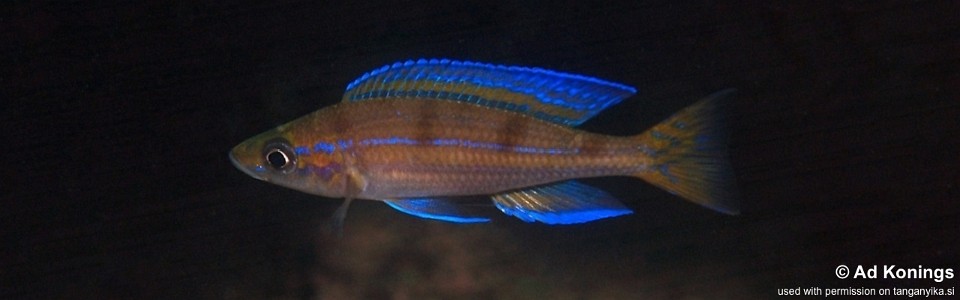 Paracyprichromis cf. nigripinnis 'Magara'