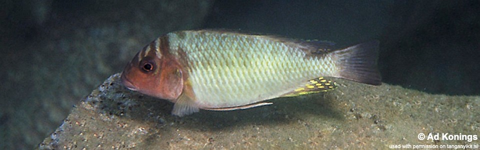 Petrochromis orthognathus 'Magara'