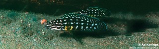 Julidochromis cf. marlieri 'Magara'.jpg