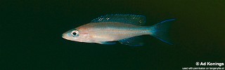 Paracyprichromis brieni 'Magara'.jpg