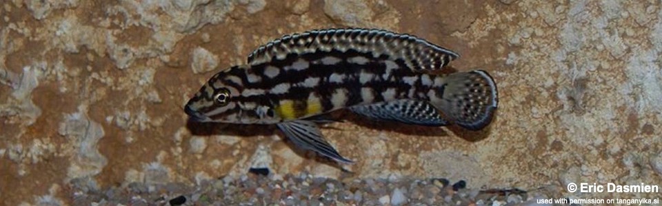 Julidochromis cf. marlieri 'Makombe'