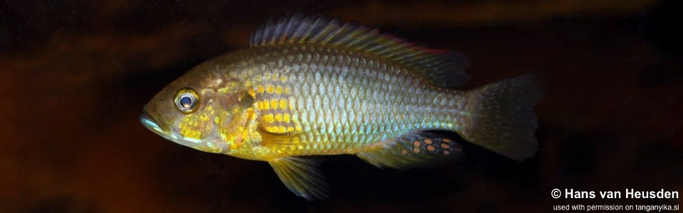 Astatoreochromis straeleni 'Malagarasi Drainage'