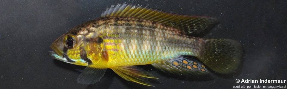 Astatoreochromis straeleni 'Uvinza, Malagarasi River'