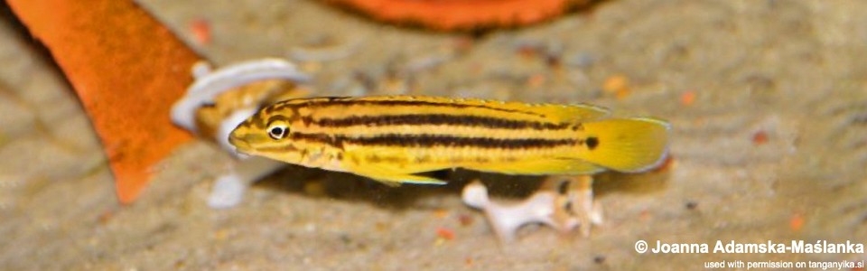 Julidochromis cf. regani 'Malagarasi'<br><font color=gray>J. sp. 'Regani Malagarasi' Malagarasi</font>