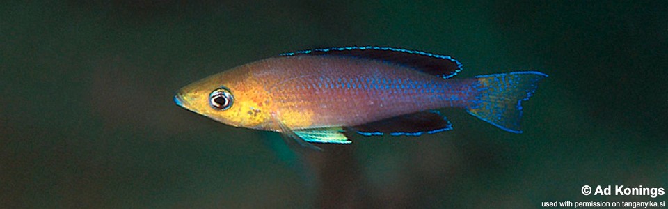 Cyprichromis sp. 'leptosoma jumbo' Maleza (Mamalesa) Island