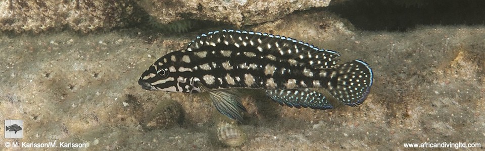 Julidochromis cf. marlieri 'Maleza (Mamalesa) Island'<br><font color=gray>J. sp. 'Marlieri Maleza (Mamalesa)' Maleza Island</font>
