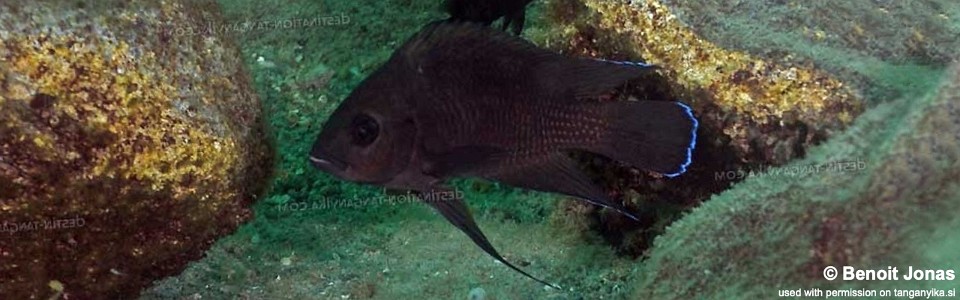 Variabilichromis moorii 'Maleza (Mamalesa) Island'