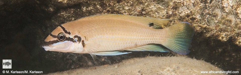 Chalinochromis brichardi 'Maswa Point'