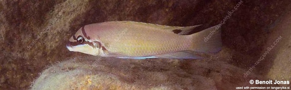 Chalinochromis brichardi 'Maswa'