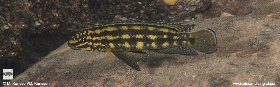Julidochromis cf. marlieri 'Maswa'<br><font color=gray>J. sp. 'Marlieri Maswa' Maswa</font>