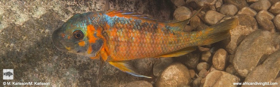 Petrochromis sp. 'kasumbe' Maswa Point