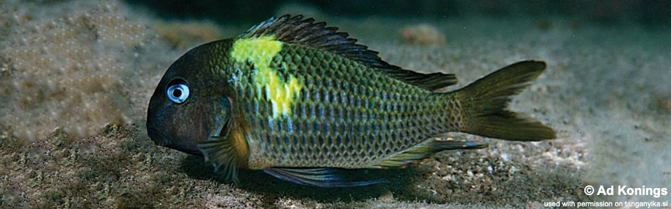 Tropheus sp. 'crescentic' Maswa<br><font color=gray>Tropheus sp. 'lunatus' Maswa<br>Yellow band; Green Wimple Moorii</font> 