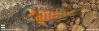 Petrochromis sp. 'kasumbe' Maswa Point.jpg