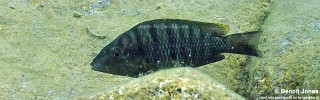 exGnathochromis pfefferi 'Maswa'.jpg