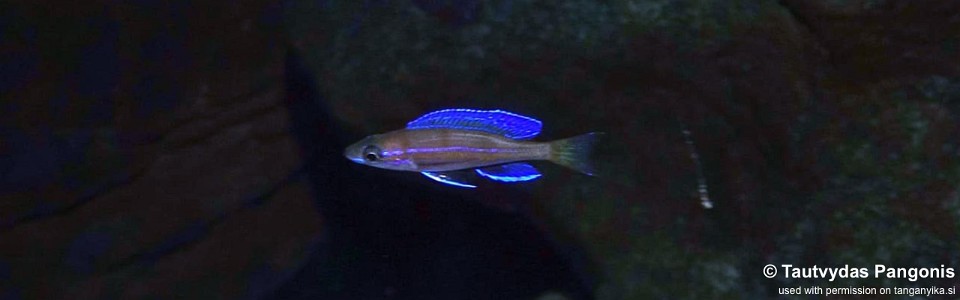 Paracyprichromis cf. nigripinnis 'Mawimbi'