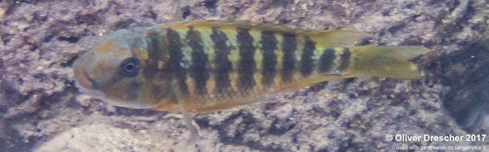 Petrochromis sp. 'kasumbe' Mawimbi