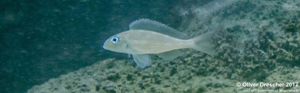 Xenotilapia sp. 'spilopterus north' Mawimbi