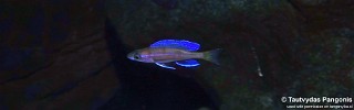 Paracyprichromis nigripinnis 'Mawimbi'.jpg