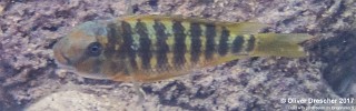 Petrochromis sp. 'kasumbe' Mawimbi.jpg