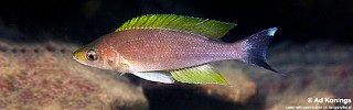 Cyprichromis coloratus 'Mbita Island'.jpg