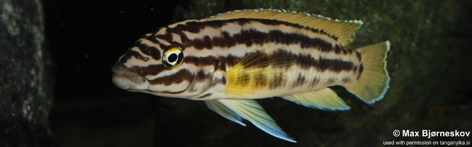 Julidochromis cf. regani 'Mboko'