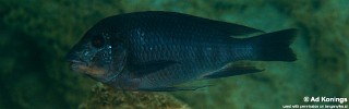 Petrochromis sp. 'texas red' Mboko Island.jpg