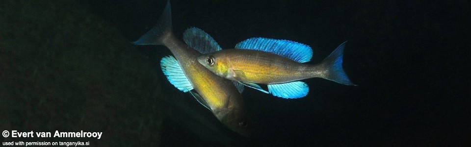 Cyprichromis pavo 'Mibwebwe'