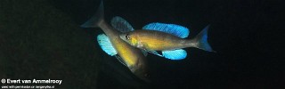 Cyprichromis pavo 'Mibwebwe'.jpg